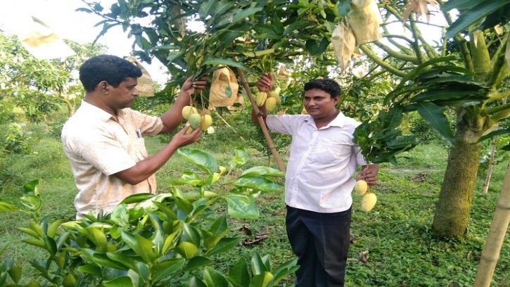 শিবগঞ্জে একই জমিতে ৮ ধরনের ফলের বাগান করে স্বাবলম্বী আওয়াল